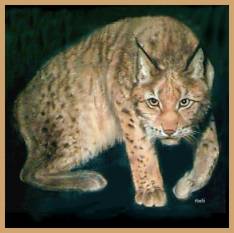 'Lynx' - pastels